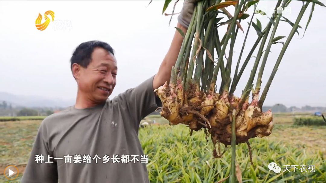 温室香椿亩种植多少棵_温室香椿种植技术视频_温室香椿芽种植