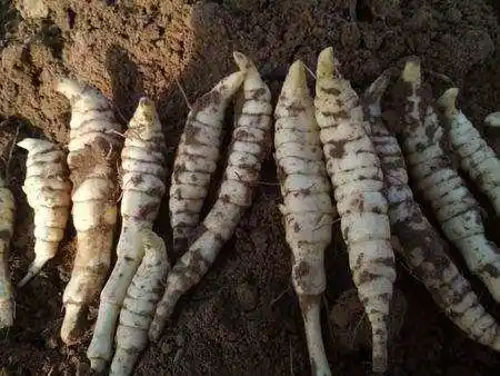 藕种植技术地区有哪些_藕的种植技术视频_地藕种植技术