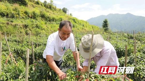 致富例子_种植致富事例_致富故事成功案例