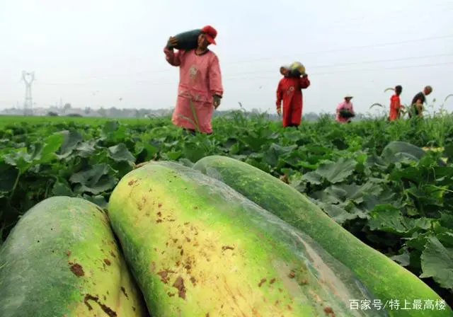 地东瓜种植技术_东瓜地村_东瓜栽培技术