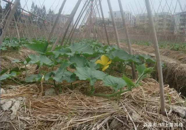 东瓜栽培技术_东瓜地村_地东瓜种植技术