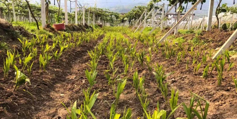 致富种植白芨图片_致富种植白芨_致富种植白芨视频