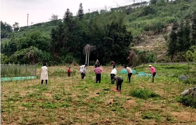 衢州种植致富_浙江衢州适合种什么药材_衢州蔬菜种子公司