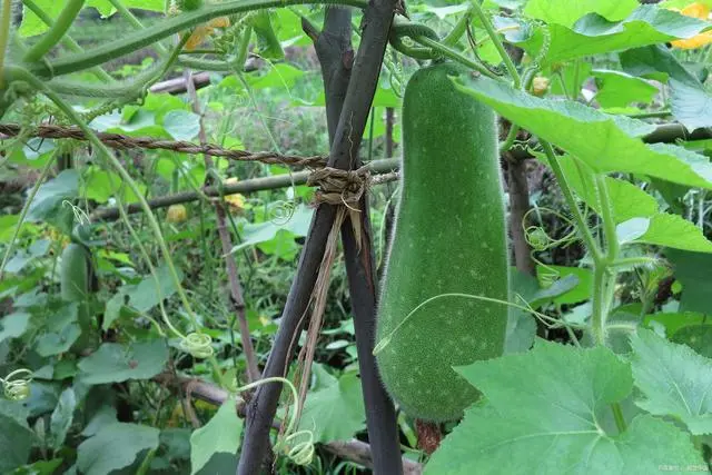 东瓜种子怎么种_东瓜种植怎样管理_地东瓜种植技术