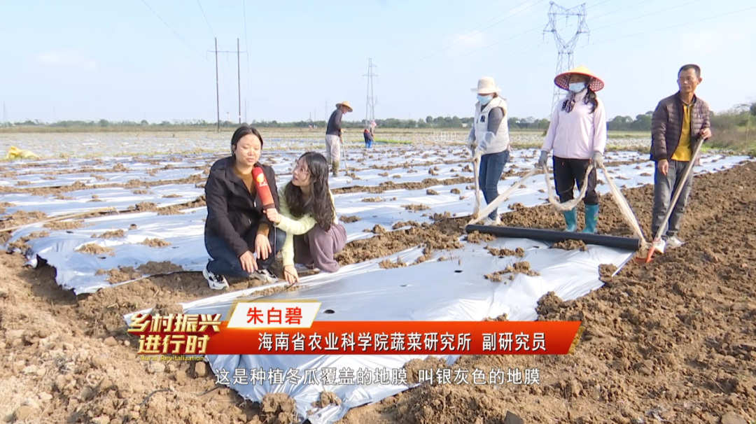 地东瓜种植技术_地冬瓜怎样管理才能高产_地冬瓜种植