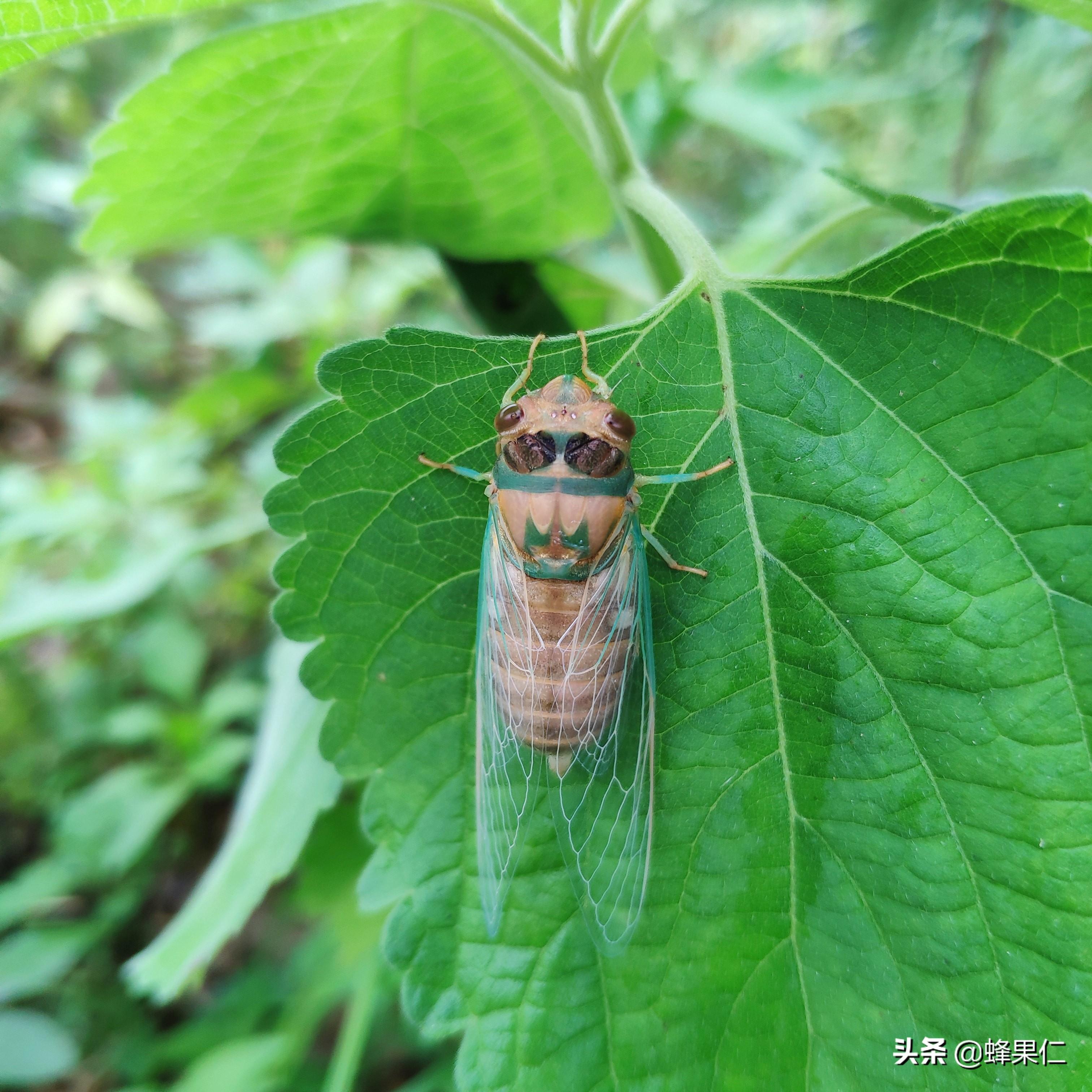 人工养金蝉赚钱么_人工金蝉养殖全过程_金蝉人工养殖技术图片