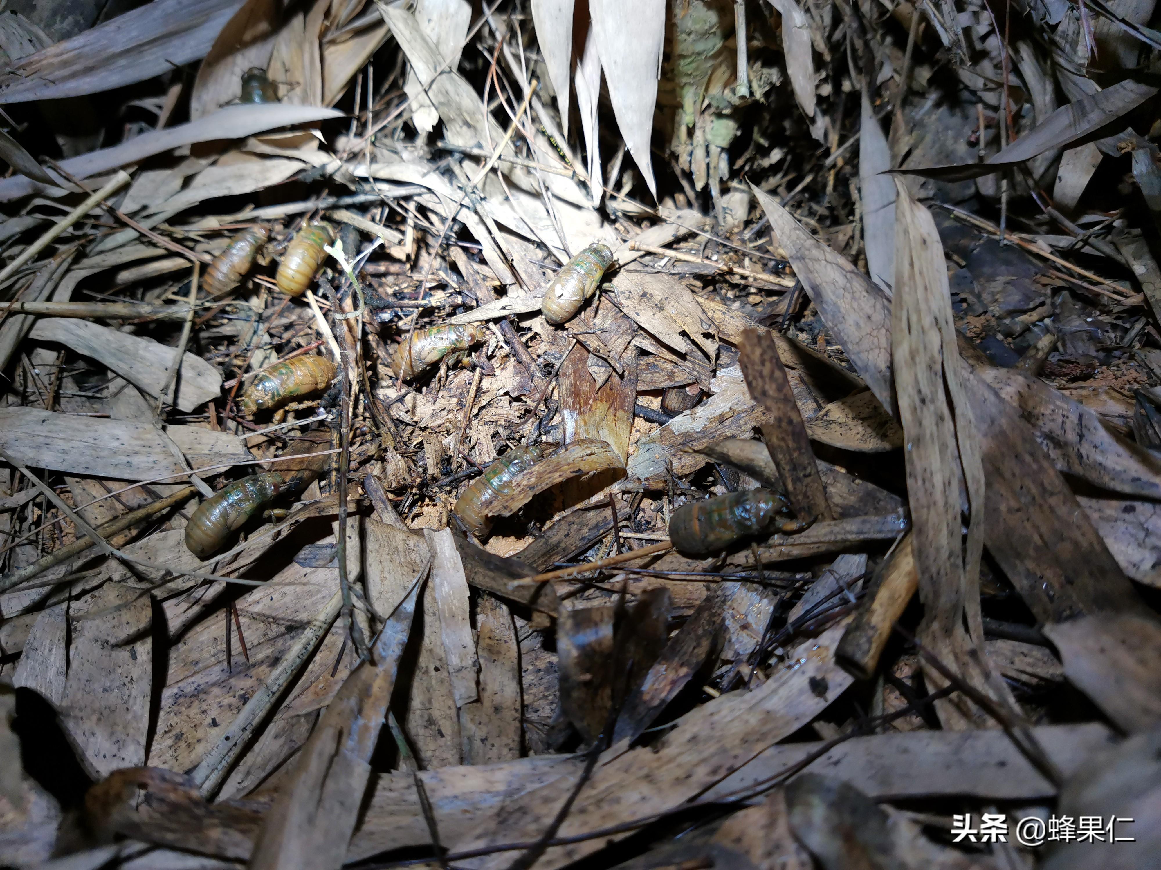 人工养金蝉赚钱么_金蝉人工养殖技术图片_人工金蝉养殖全过程