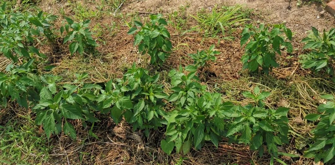 秋季香菜种植技术视频_秋季种植香菜需要多长时间发芽_秋季香菜怎么种