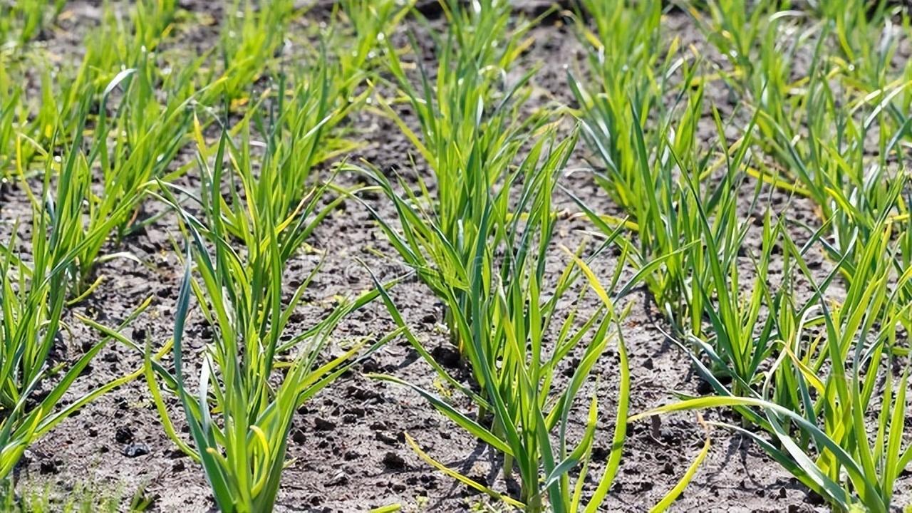 致富大蒜种植农村视频_致富大蒜种植农村视频大全_农村致富种植大蒜