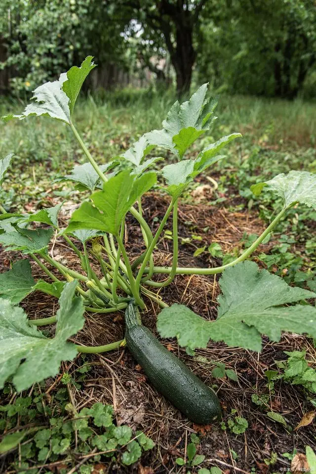 东瓜地村_地东瓜种植技术_地冬瓜种植技术