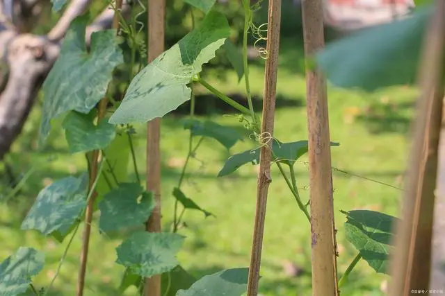 地东瓜种植技术_地冬瓜种植技术_东瓜地村