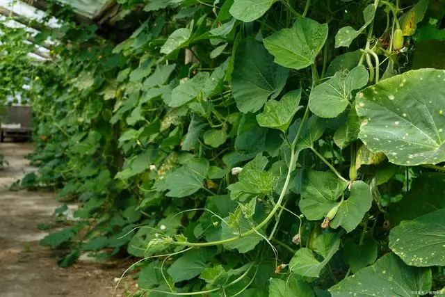 地东瓜种植技术_东瓜地村_地冬瓜种植技术