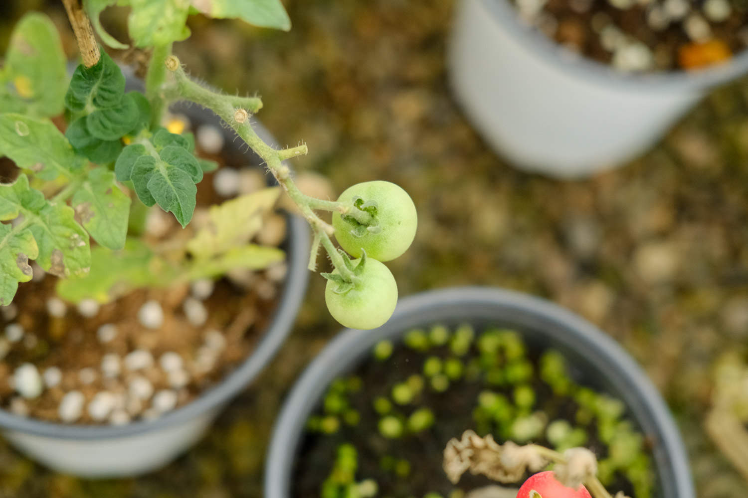 西红柿种植技术与管理