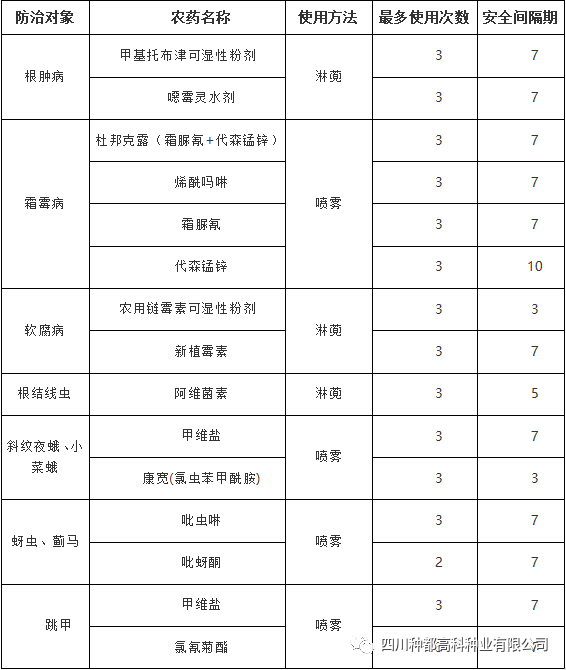 红菜苔 种植技术_红苔菜种植视频_种红菜苔视频