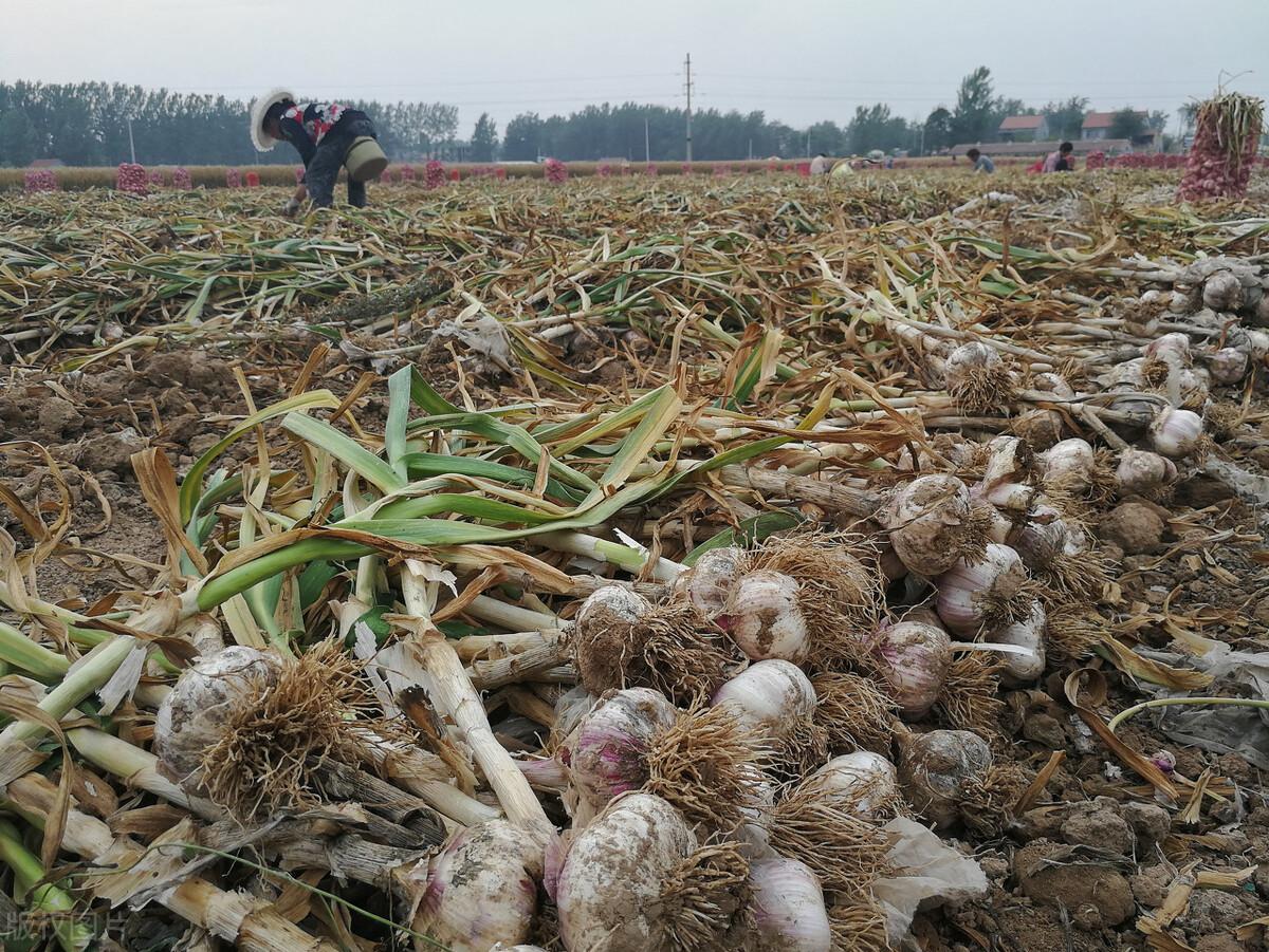 农村致富种植大蒜_致富大蒜种植农村图片大全_农民种大蒜