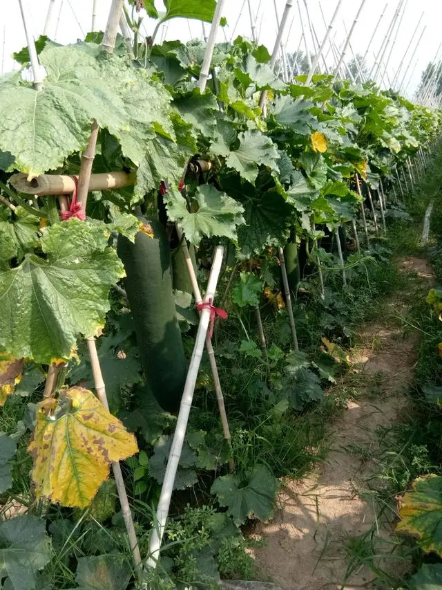 地冬瓜怎样管理才能高产_东瓜栽培技术_地东瓜种植技术