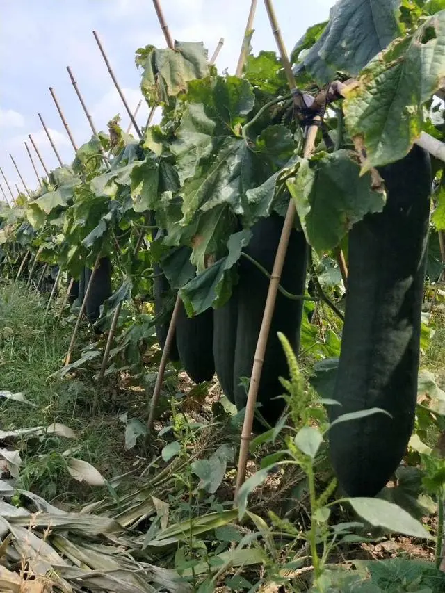 地冬瓜怎样管理才能高产_地东瓜种植技术_东瓜栽培技术