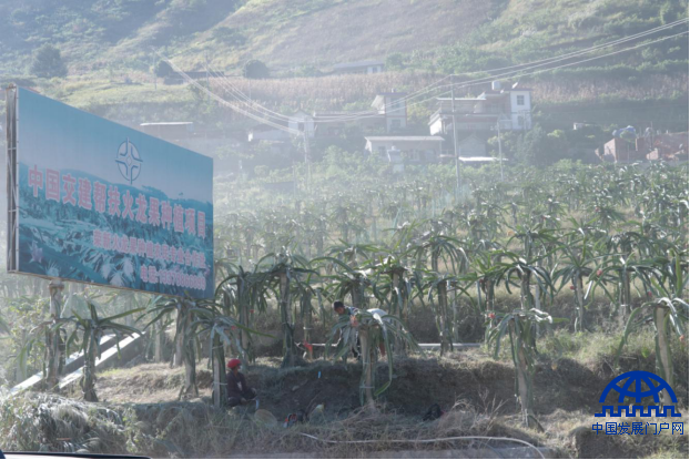 产业扶贫闯新路 火龙果香飘怒江