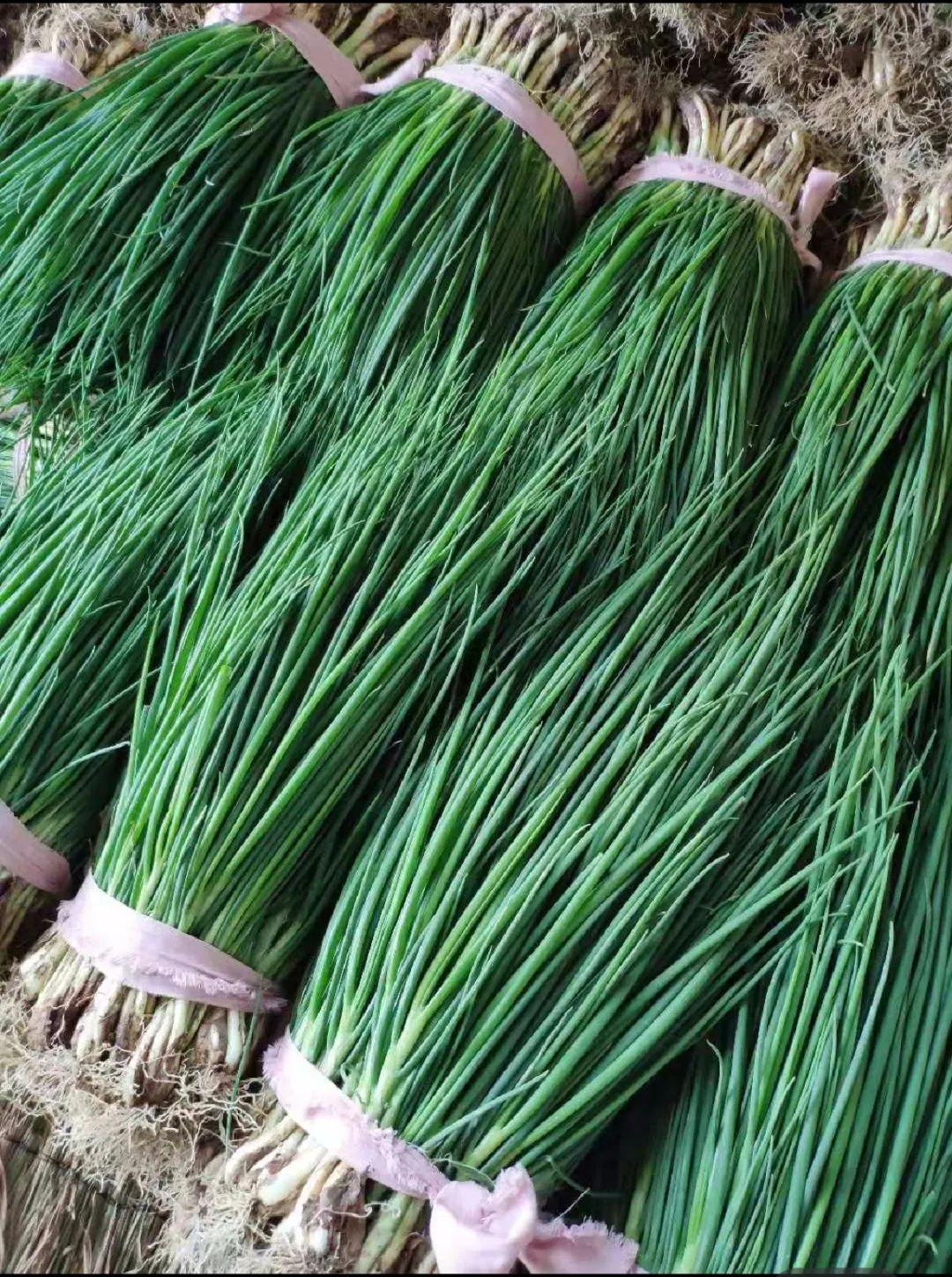 农村种植大蒜前景如何_致富经大蒜种植视频_农村致富种植大蒜