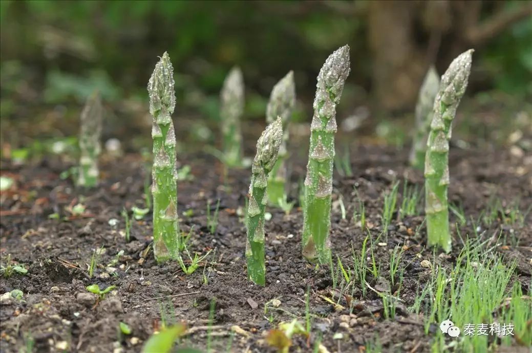 食用芦笋种植技术_食用种植芦笋技术视频_食用种植芦笋技术要点