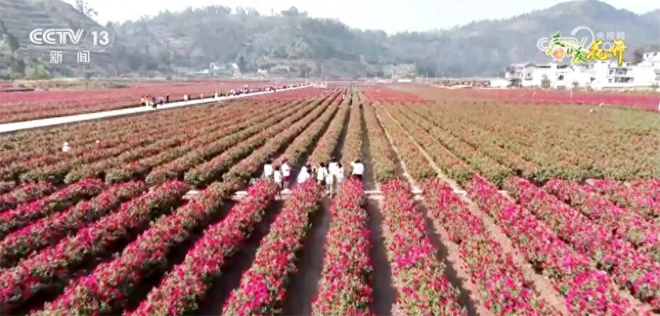 春暖花开好时节 “美丽经济”盎然春意中焕发勃勃生机