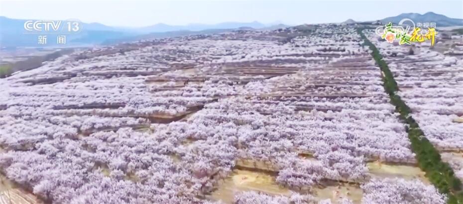 映山红种植致富_映山红种植注意事项_种植映山红前景