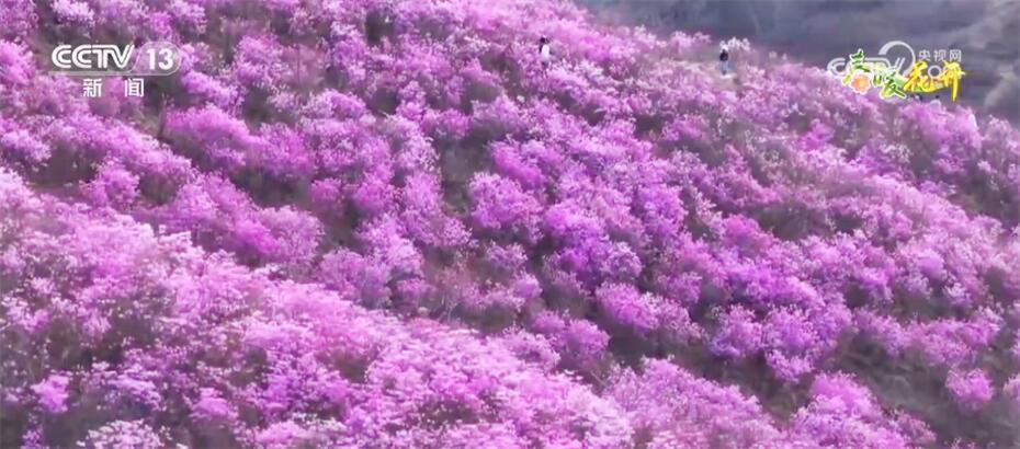 映山红种植致富_映山红种植注意事项_种植映山红前景