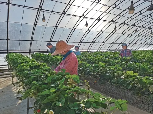 空中蔬菜种植技术要点_空中种菜技术视频_空中蔬菜种植技术