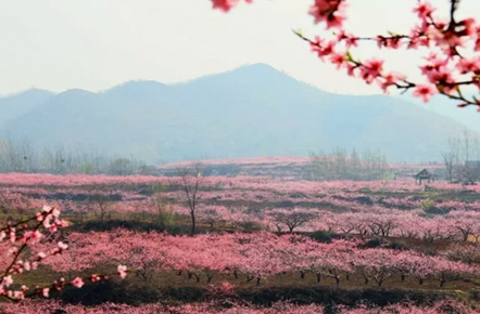 映山红种植注意事项_种植映山红前景_映山红种植致富