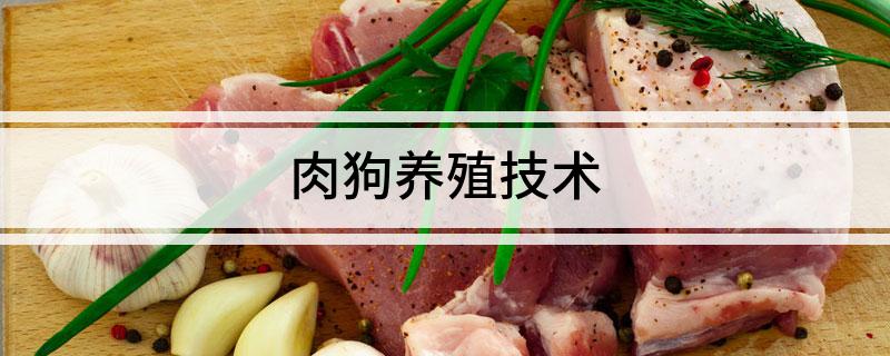 肉狗养殖技术