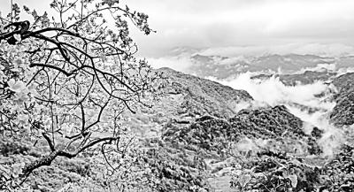 怎样种植映山红才能根系发达_映山红种植注意事项_映山红种植致富