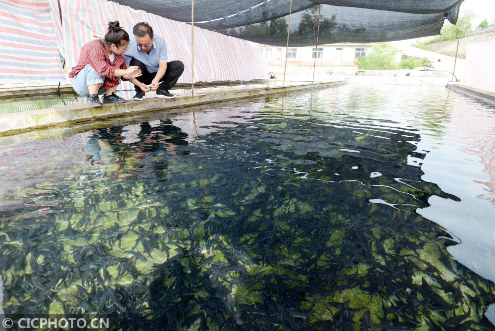 养殖鲟鱼的条件_养殖鲟鱼前景如何_高山养殖鲟鱼致富