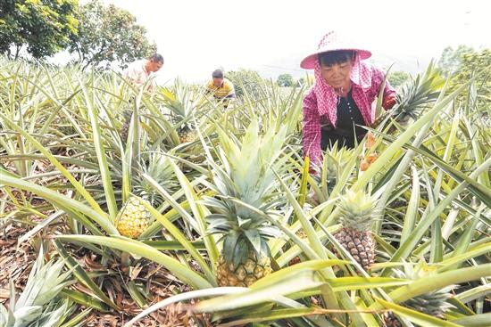 广东种植水果致富_广东种植什么水果前景最好_适合广东种植的水果新品种