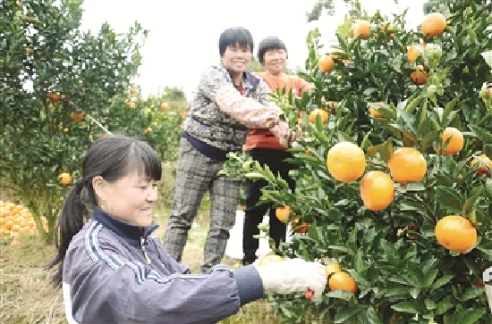 华安前岭村种植千亩茂谷柑，人均可增收3万元