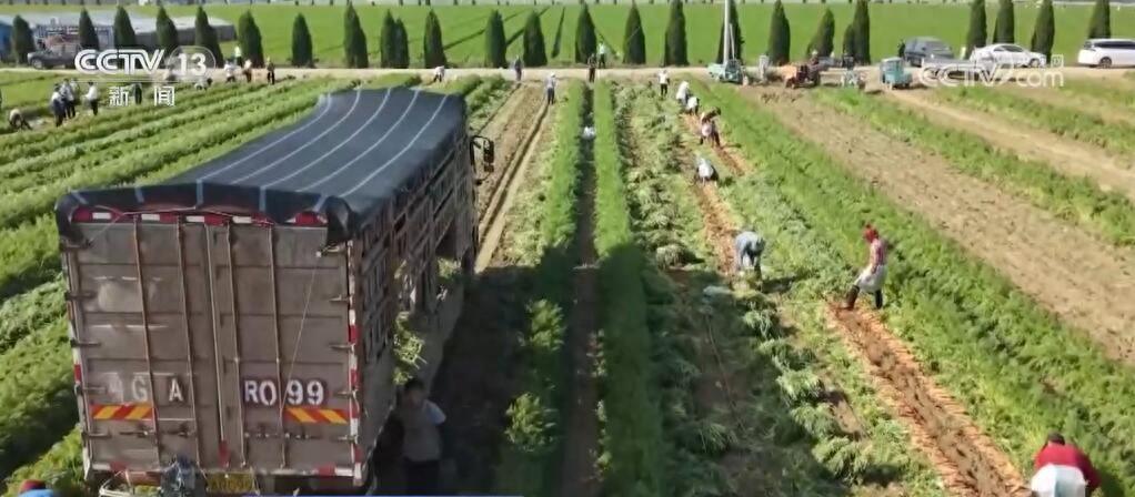 农民致富种植项目_群众种植什么能致富_致富能种植群众生活吗