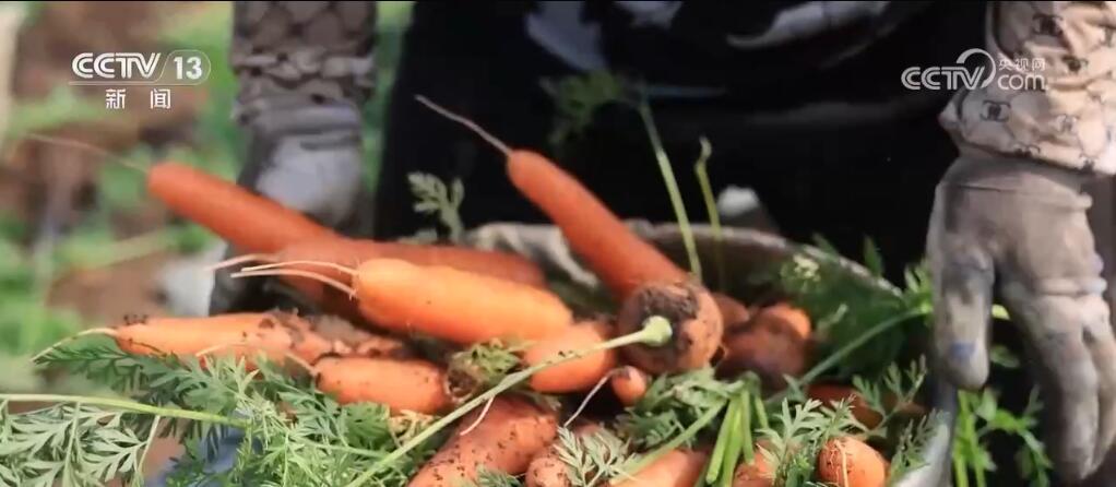 致富能种植群众生活吗_农民致富种植项目_群众种植什么能致富