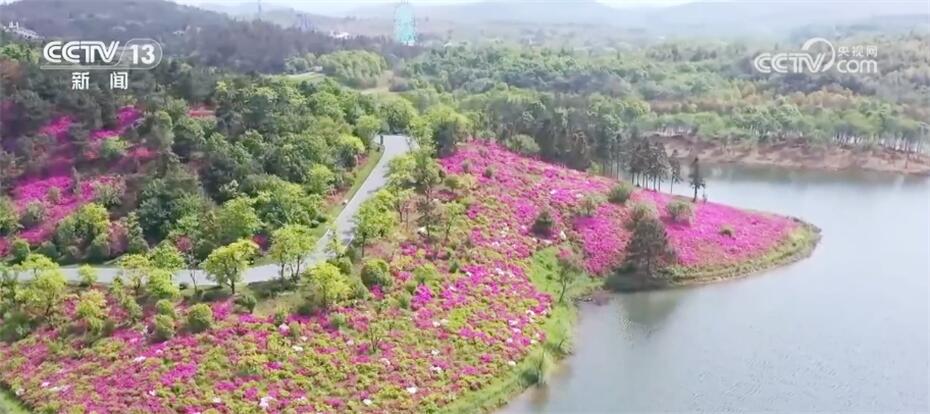 映山红种植致富_映山红种植技术视频_种植映山红前景