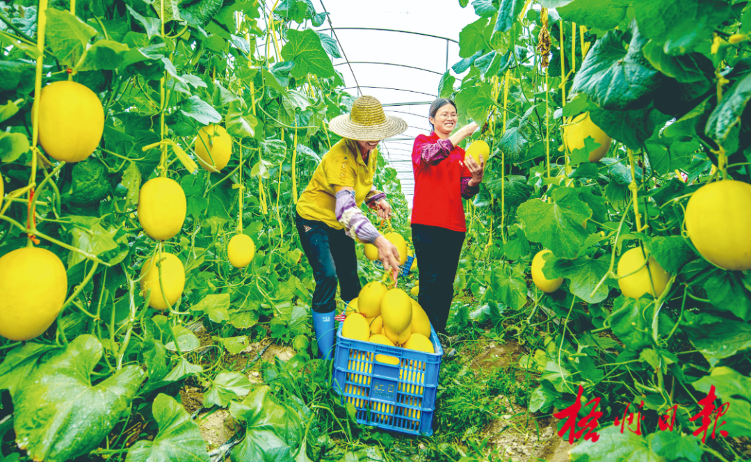 在岑溪市威隆蔬果产业示范区，果农正在采摘“黄金蜜露”香甜瓜。覃波 蒙城 摄