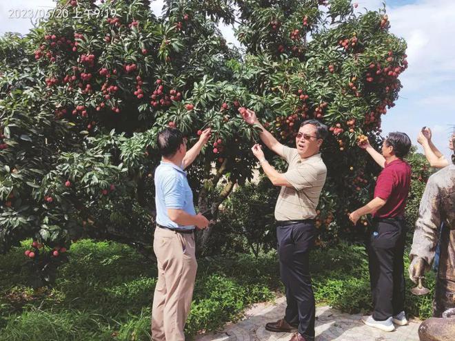 广东种植什么水果前景最好_广东水果种植基地_广东种植水果致富