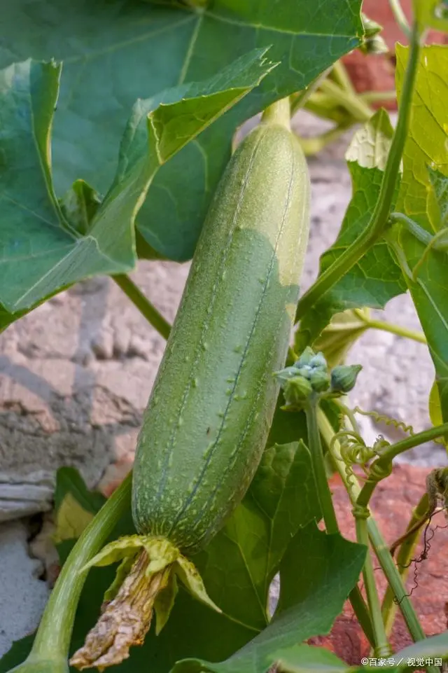 丝瓜的种植时间及方法