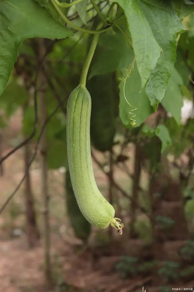 香丝瓜种植致富_丝瓜种植效益怎么样_香丝瓜亩产量