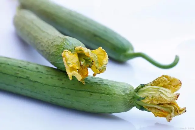 香丝瓜亩产量_丝瓜种植效益怎么样_香丝瓜种植致富