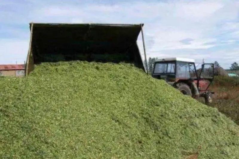 草根种植致富项目_致富草根种植项目有哪些_致富草根种植项目怎么样