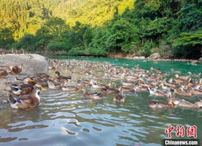 （新春走基层）广西凌云：退伍军人生态养殖玉洪清水鸭助力脱贫致富