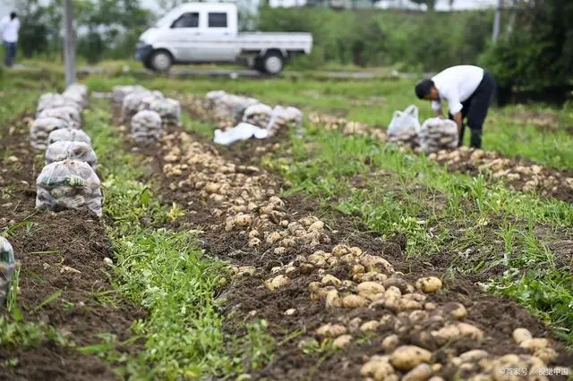 土豆和红薯种植记得用上三种料，增产又增收，效果特棒