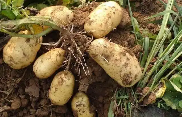 土豆高产种植技术和管理_土豆高产种植技术_土豆高产种植技术视频