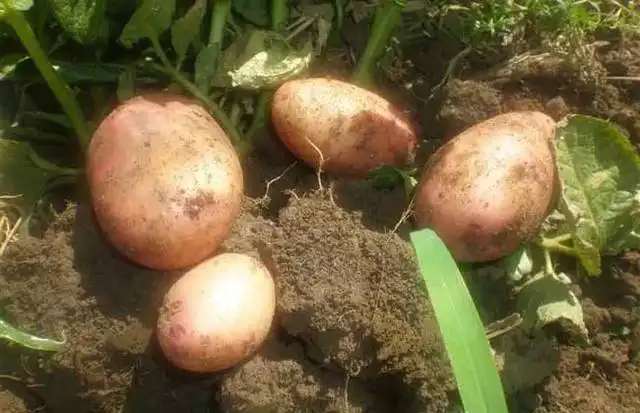 土豆高产种植技术_土豆高产种植技术和管理_土豆高产种植技术视频