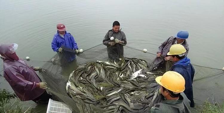 养殖大口鲶鱼_鲶鱼养殖赚钱吗_致富经养大口鲶鱼