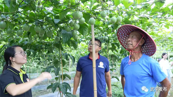 致富果种植_致富经果树种植视频_致富创业网搞种植水果