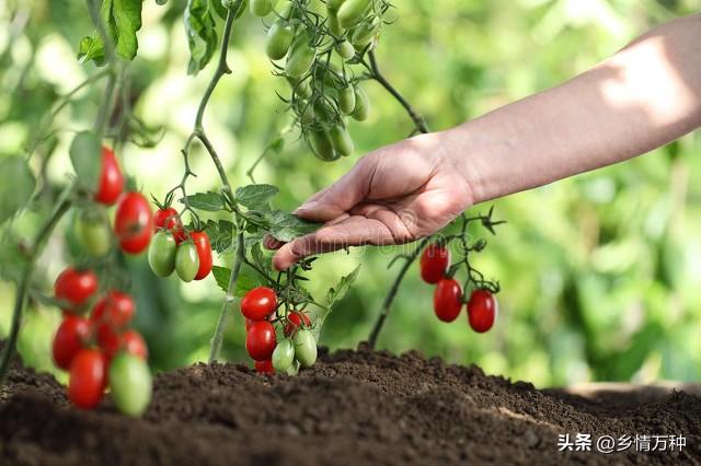 致富水果种植方法_致富经种植三种水果亩收入过亿_水果怎么种植致富